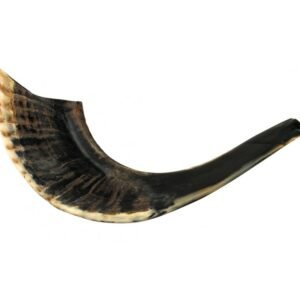 black horn shofar
