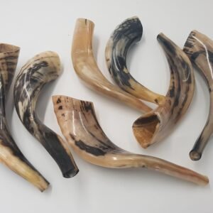 black horn shofar