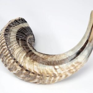 black horn shofar